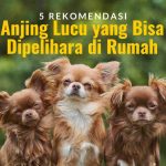 5 rekomendasi anjing lucu
