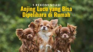 5 rekomendasi anjing lucu