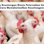 keuntungan bisnis peternakan unggas