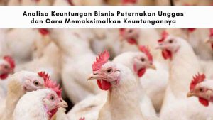 keuntungan bisnis peternakan unggas