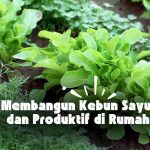 membangun kebun sayur di rumah