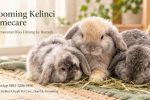 Grooming Kelinci Homecare, Kini Perawatan Bisa Datang ke Rumah